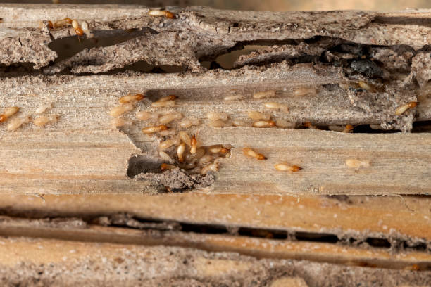 Best Termite Control Services  in Redwood, OR