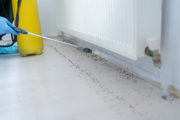Best Ant Control Services  in Redwood, OR